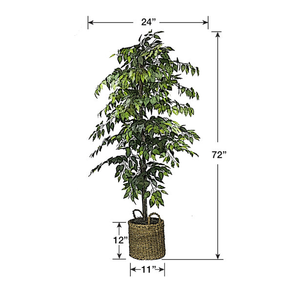 Birch Lane™ 72" Artificial Ficus Tree in Basket & Reviews Wayfair
